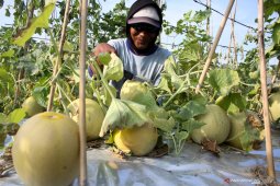 Panen buah melon