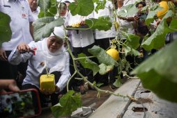 Gubernur Jatim mendorong inovasi buah melon