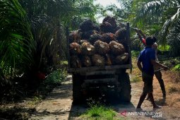 Petani Abdya keluhkan harga sawit turun tiap Ramadhan