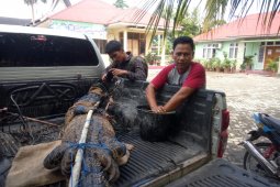 BKSDA Agam lepasliarkan buaya muara tangkapan warga