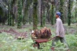 Harga CPO Jambi turun Rp103 per kilogram