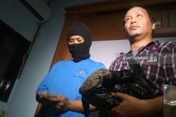 BNN Surabaya tangkap bandar  ganja