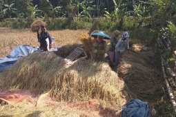 Petani Lebak kembali panen padi, persediaan surplus