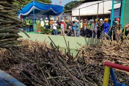 PG Assembagoes Situbondo sudah giling 200 ribu ton tebu