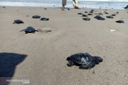 Hari penyu sedunia, 1.800 tukik dilepasliarkan di pantai Ipuh