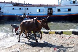 Pengiriman sapi potong dari Madura ke Situbondo meningkat 40 persen (Video)