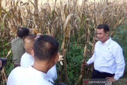 Akademisi : Amran berjasa kembangkan jagung nasional