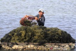 Harga rumput laut anjlok