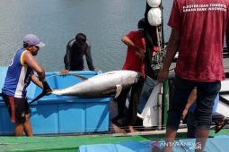 Ikan tuna kualitas ekspor