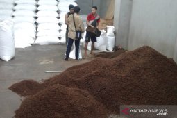 Petani cengkih di Ambon mengeluh harga  turun