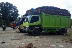 Petani menjerit, harga sawit di Abdya Rp450/Kg