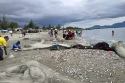 Ikan sejenis teri diduga diserang predator terdampar di pantai Kampung Jawa