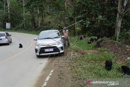Kera hitam berkeliaran di jalur mudik "Kebun Kopi", Sulteng