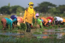Sistem irigasi kunci keberhasilan sawah rawa