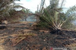 Kebun sawit di Aceh Utara terbakar, pemilik merugi ratusan juta