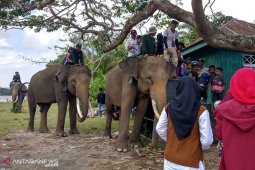 Libur lebaran seru di habitat gajah Seblat