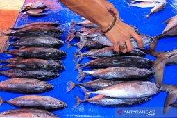 Harga ikan melonjak di Aceh Barat