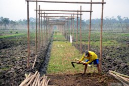 Persiapan Tanam Tembakau Jember