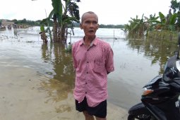 Banjir rendam ratusan hektare areal persawahan petani Lempake