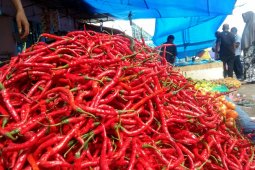 Harga cabai di Banda Aceh mulai turun