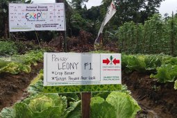 DAK bidang infrastruktur irigasi di Papua Barat mencapai Rp78 Miliar