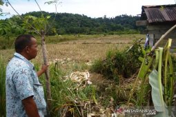 Sepuluh ekor gajah rusak kebun di Aceh Jaya