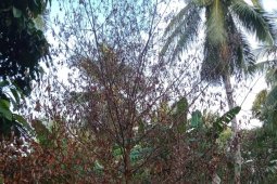 PT LIL diduga lakukan kejahatan lingkungan di SBT