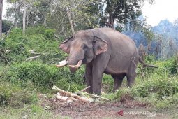 Rahman dan Indro  gajah jinak  penghalau gajah liar