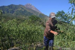BPPTKG: pertumbuhan kubah lava Gunung Merapi stabil