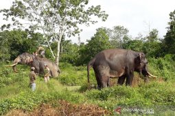 Saatnya berbagi ruang dengan  gajah sumatera