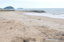 Ribuan cemara penahan tsunami di Padang mati meranggas