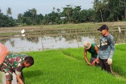 Semangat Babinsa Kodim 0204/DS bantu petani cabut benih padi