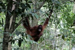 Forest degradation threatens flora, fauna: LIPI