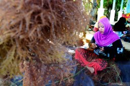Rumput Laut Sayur