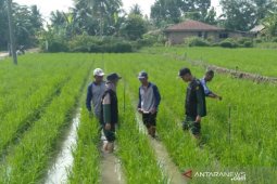 Mahasiswa Polbangtan ikuti sekolah lapang di Simalungun