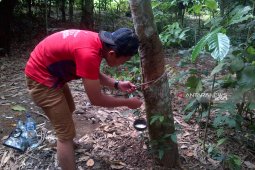 Sepekan terakhir, harga getah karet di Rejang Lebong membaik