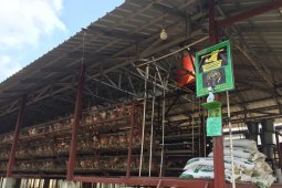 Kementan-FAO dorong agar peternak unggas terapkan manajemen "Biosecurity"