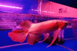 Ratusan ikan arwana super red siap berlaga di  Kapuas Hulu