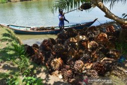 Produksi kelapa sawit rakyat Abdya capai 1.200 ton/hari
