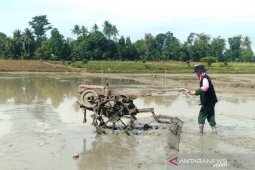 Di Simalungun, Mahasiswa Polbangtan bantu olah lahan petani