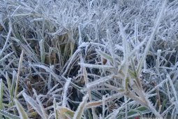 Gunung Semeru dengan daya tarik "embun beku"
