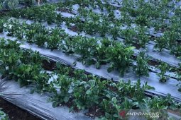 Dinas: 17 hektare lahan hortikutura diperkirakan terdampak embun upas Gunung Dieng