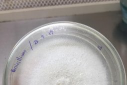 BRIN kaji lebih dalam potensi jamur endofit untuk bahan obat-obatan