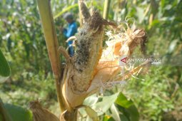 Hama tikus serang tanaman jagung petani lereng Gunung Wilis