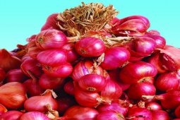 Tabalong farmers develop Tuk Tuk shallot