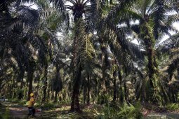 Indonesia must prepare to face RED II