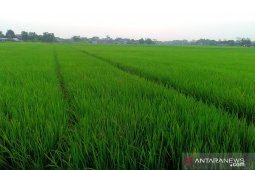 Ratusan hektare sawah di Purwakarta terancam kekeringan