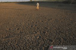 Dampak musim kemarau