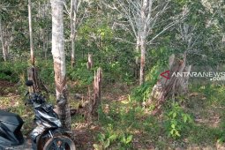 Harga getah karet Mukomuko turun Rp400