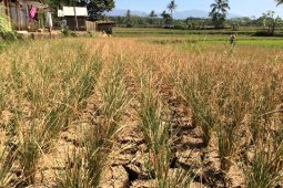 Lahan pertanian di Tasikmalaya terancam gagal panen akibat kekeringan